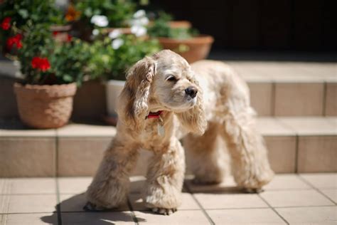 垂耳狗品種|垂れ耳がかわいい犬種10選！飼育のポイントや注意点を紹介します